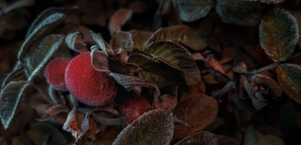 ���� ������, �� ���������