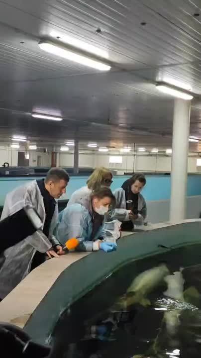 �������� �������� "��������������� ��������" �������� ��������� �������� "�������"