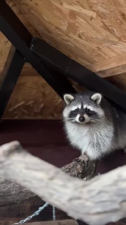 ���� ������� ������ ������� � ��������