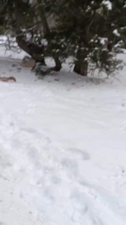 ���������� (��� ����������) �����