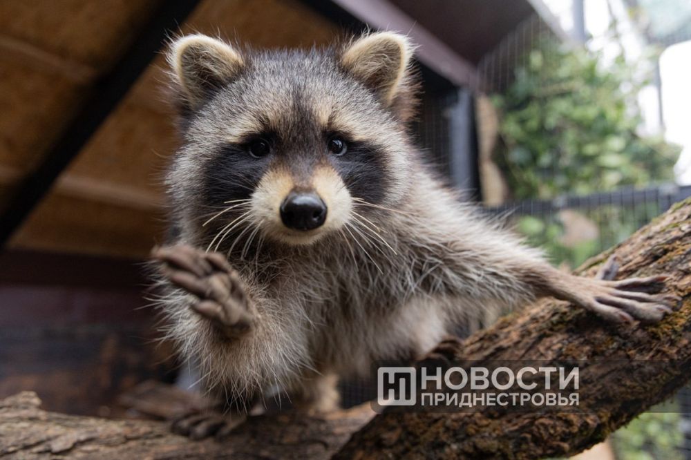 ����� ���������� ����� �� �������� ��������