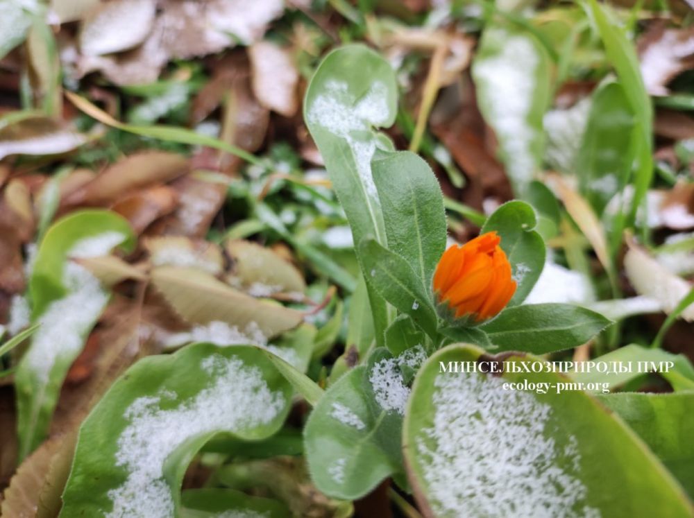 ������ �������� ������. ������ ������ �� �������� ����������� ������������� ��� ���� ������ ����������� ������� � ������������� ���� ������� � ������������� �����. � 3 �� 5 ������� ���������� ������ �������� ������. �������...