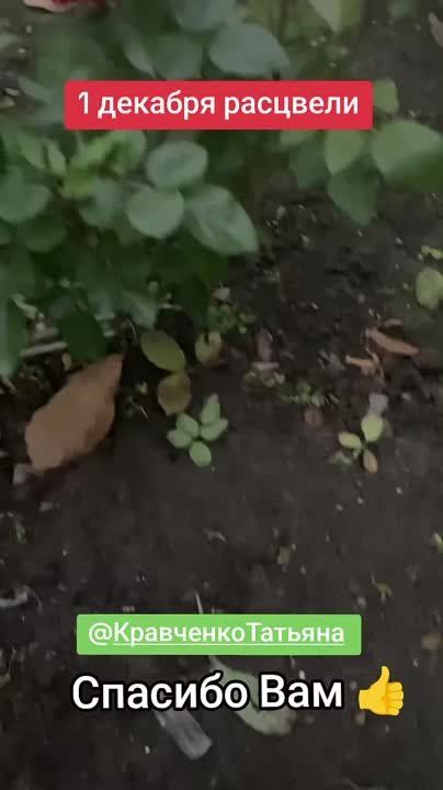 ��� �������� �������-2024