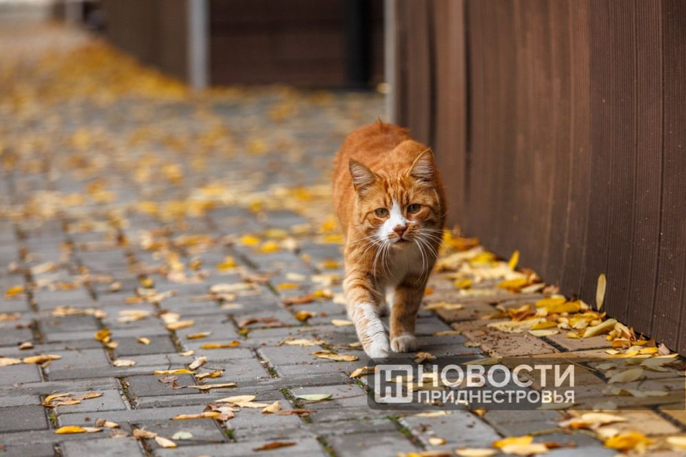 �� �������� � ������������� ���������: ���� ����������� ���������� �� 7�10 �������� �����