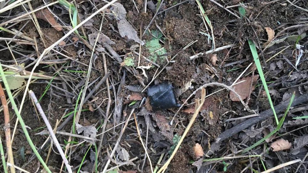 ��������� ������������ ��������� ���� �����������