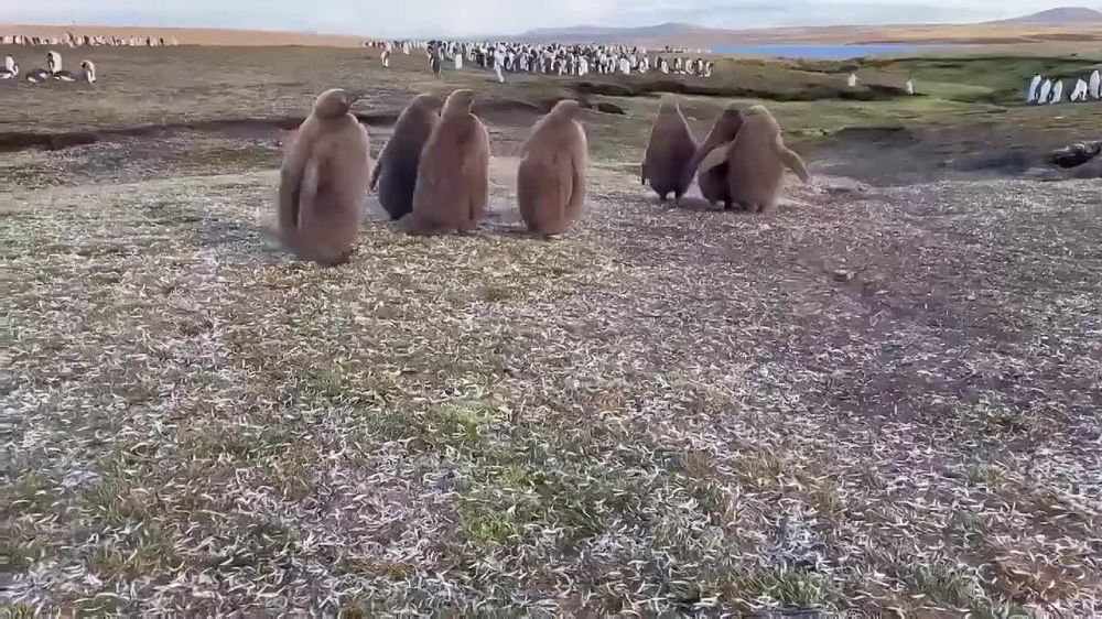 ����������� ������� ����������� ��������� � ��������� ������ �� ������������ ��������