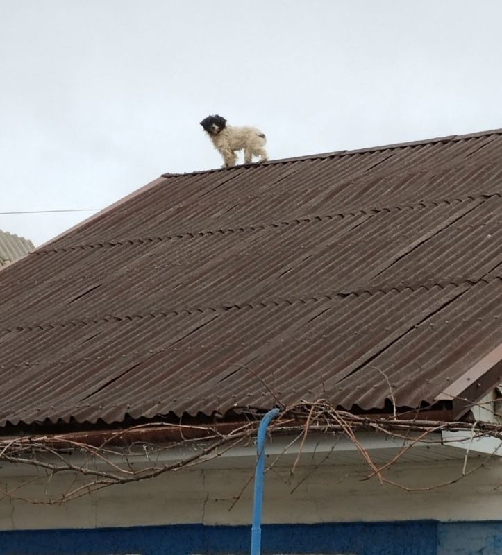 ϸ�-�������� ������� �� ����� ������ �� ����� � ����������