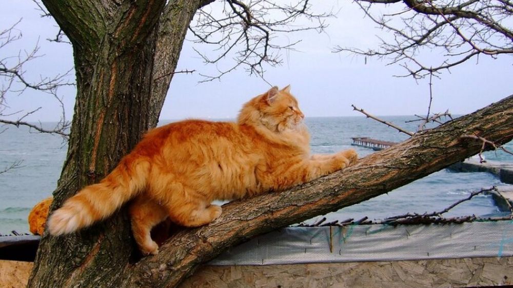 ����� ������ �� �������: ��������� ������������ � ������ ����������� - ����� ��� ����� �� ������?