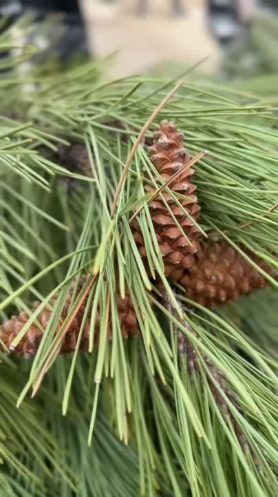 ������� � �������� �������