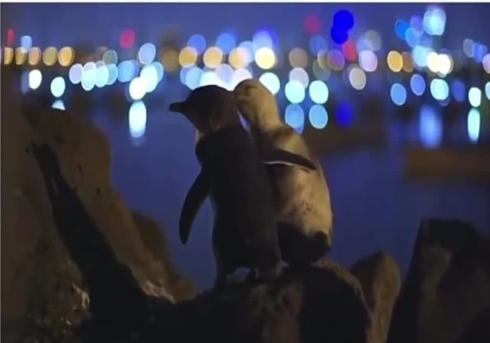 ������ ���. ��� ��� ���������� ��������, ������� ������� ���� ����� ����� ������ ����� ���������