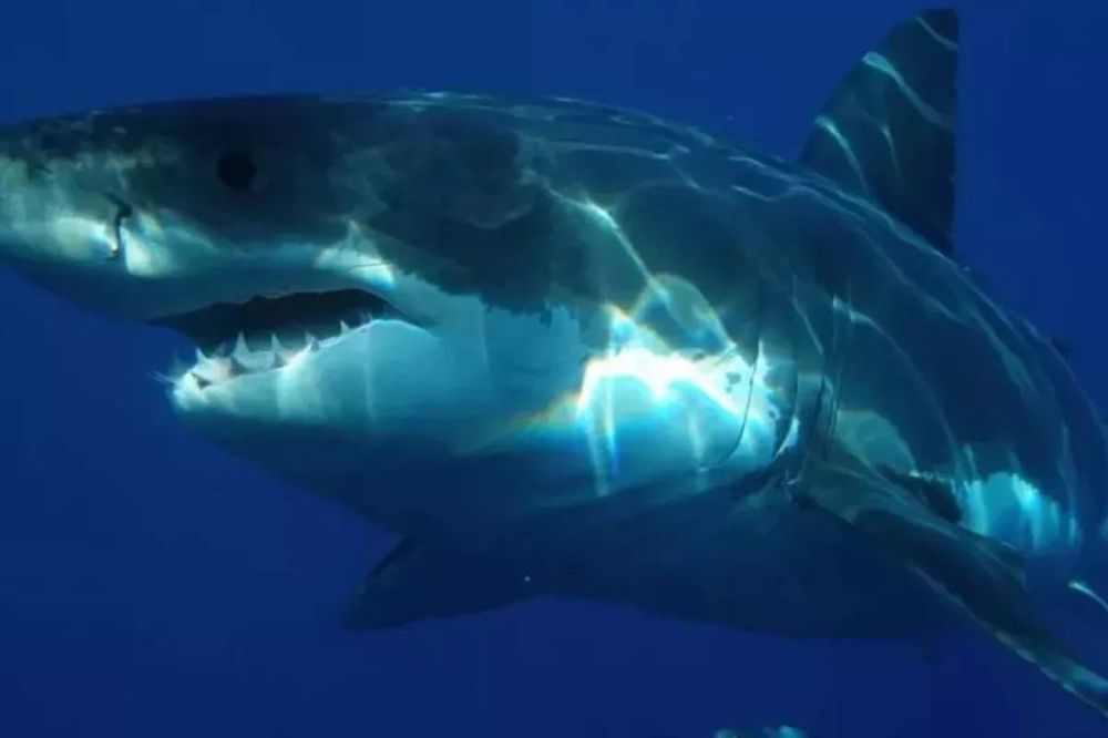 ����� ������ �� �������� � ������ � ���� � ��� ����� �������� �������