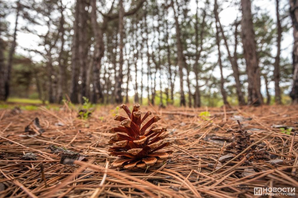 � ���������� ����������� ������ ������ ���� �����: ���� ����� ������ �����