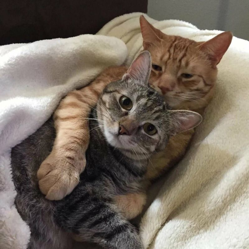 ������� ���������� ���� �������