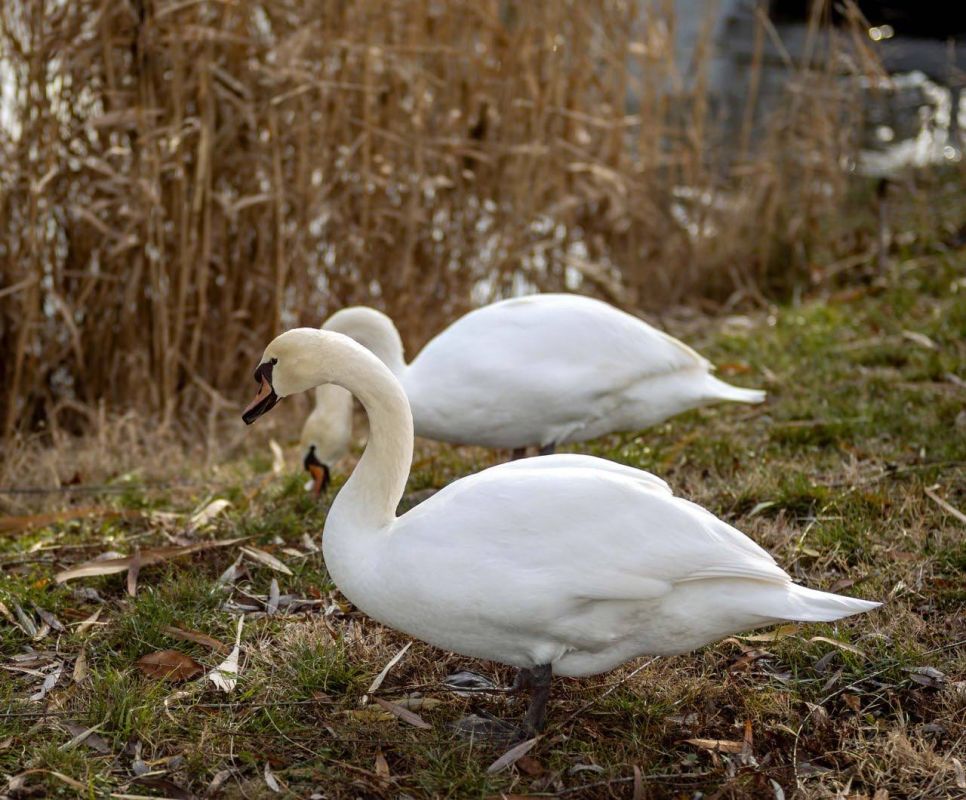 ���� ��������� ���� � ���������