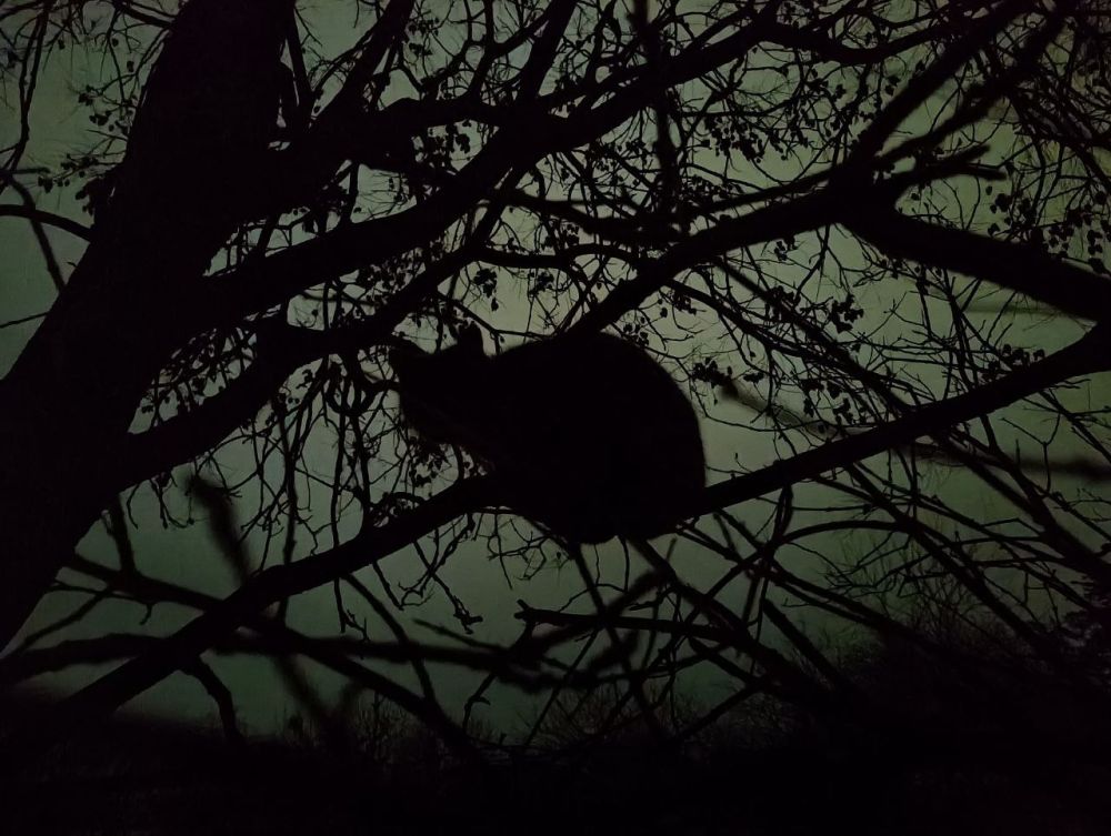 ����� ���� ��� ����������. "���������" �� ���� ������������ ������ ������ � �������� ��� �������������