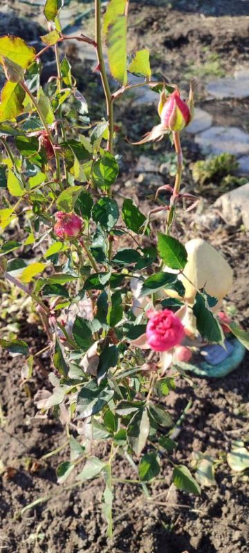 � ���������� ������ ���� � ����������