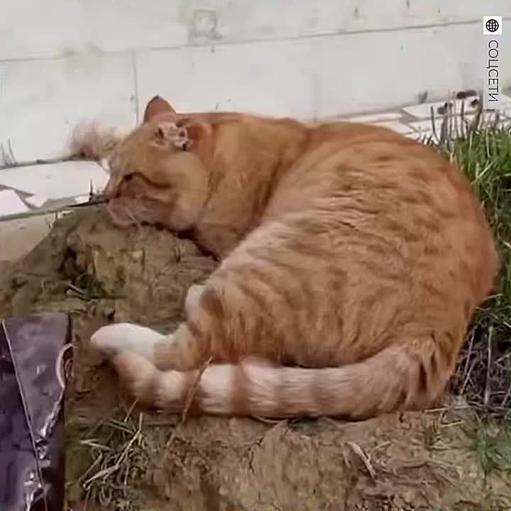 �� ������� ���� �����, ���� �� ������ �������: � ������ ����� 7 ��� ��� �� ������ ������ �������