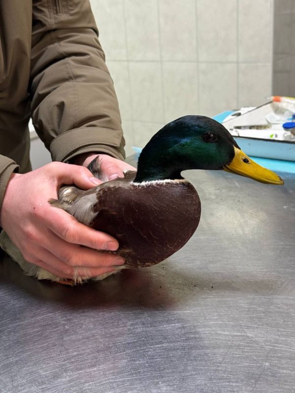 ��� ����� ���� ������� ����� ������ �������