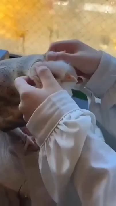 ������ �� �������