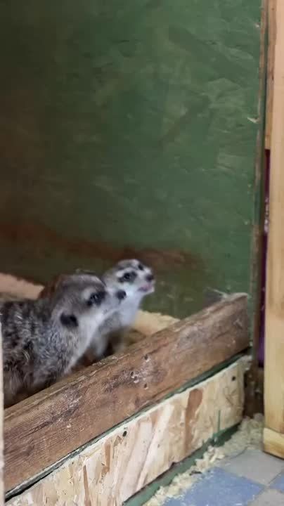 ������ �������� ������ ������� � ������ ��� ���������