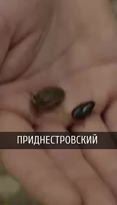 ����� ������� ���������� ������ ����� ��� ���������, ������� ����� ������� ������ ������� � �������� ���������