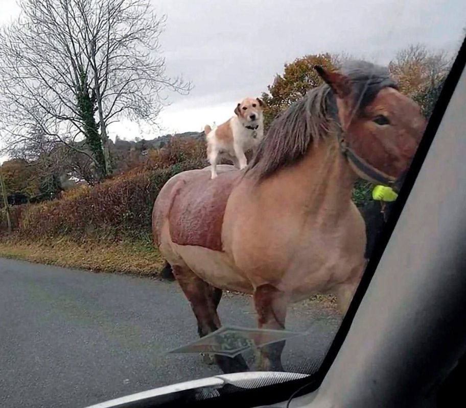 ϸ� ������ ������ � ���������� ������ �� ���������� � �������� ������������� �� �������