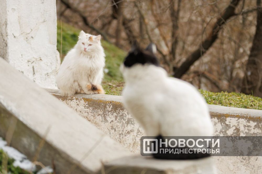 ���� ����������� ���� � ���������