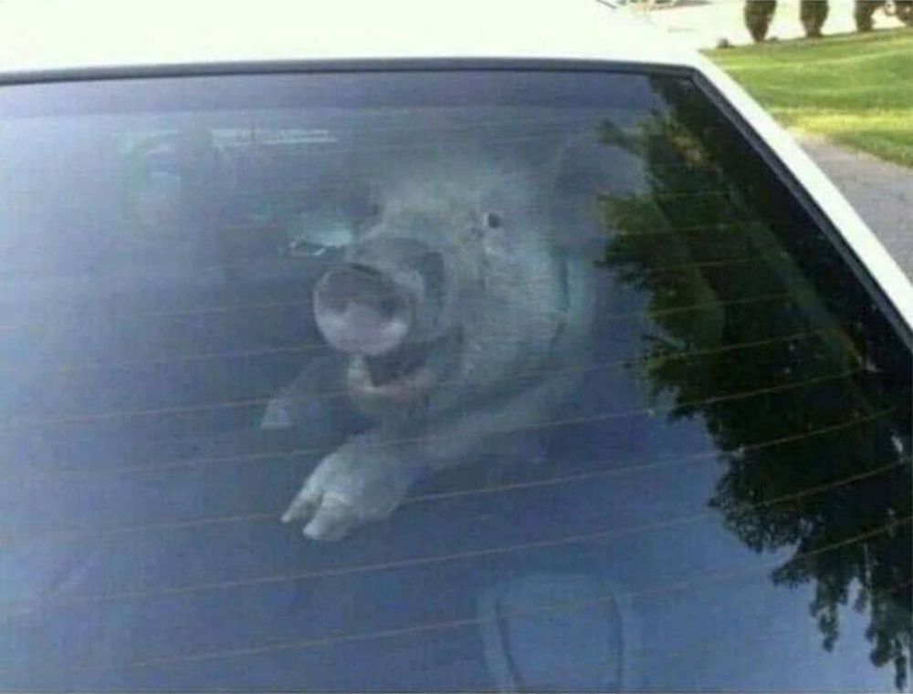 ���������� ��������� ����������� �� ���������� ������