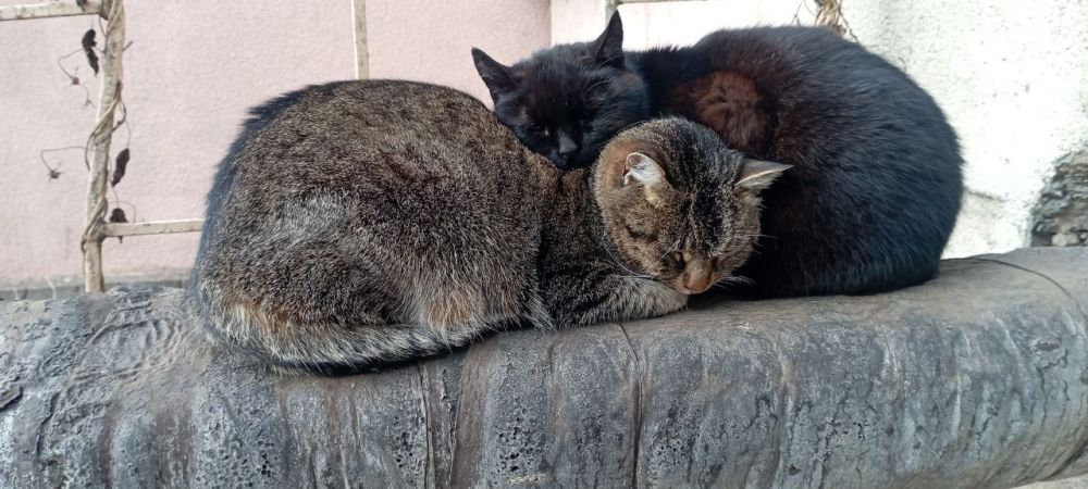 � ������������� ����� ����������� ��������