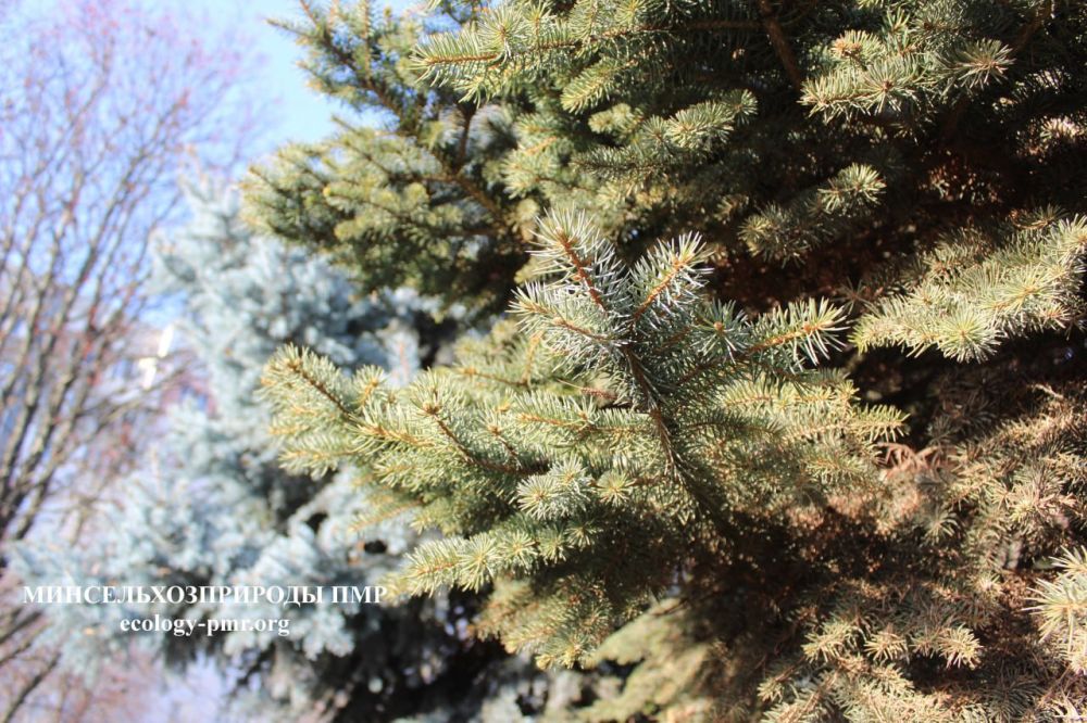 ������ ������. ������ ������ �� �������� ����������� ������������� ��� ���� ������ � ������������� ������������ ������ ������. ������� �������� ����������� ������� ���� �� 3 � 7 �������� ���� ������������� �����. 18 �������...