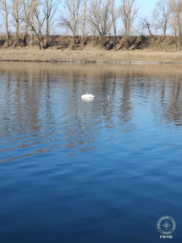 ГРИГОРИОПОЛЬСКИЕ СПАСАТЕЛИ ПРИШЛИ НА ПОМОЩЬ ЛЕБЕДЮ