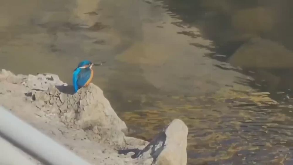 Зимородок и солнечные ванны на ГРЭС в Днестровске