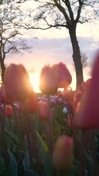 ������ �� �������