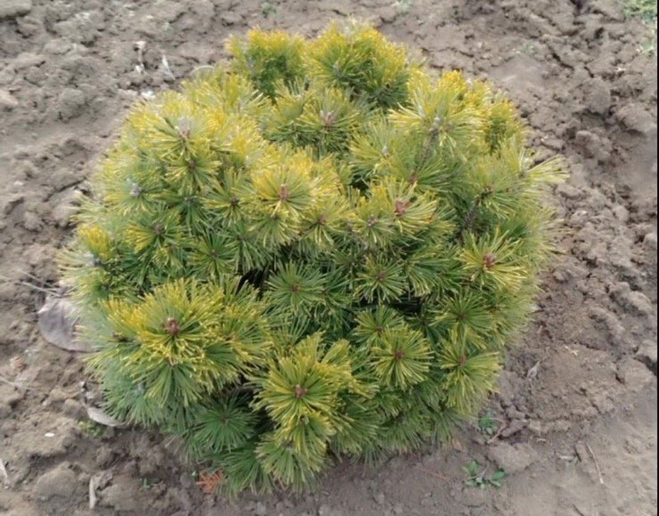 ��������������� ������: ������������ ������� ������������