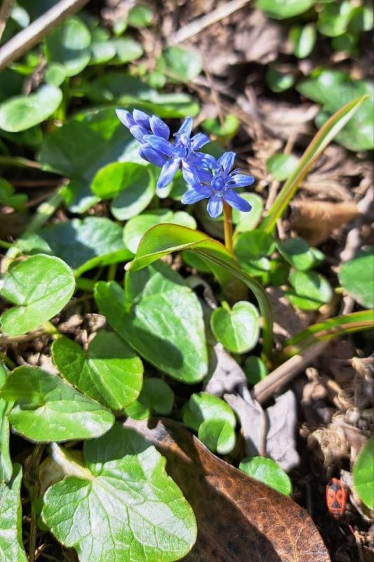 ������� ������������ �����