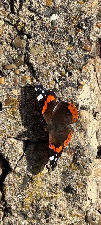 ������������� �������. ����� �����