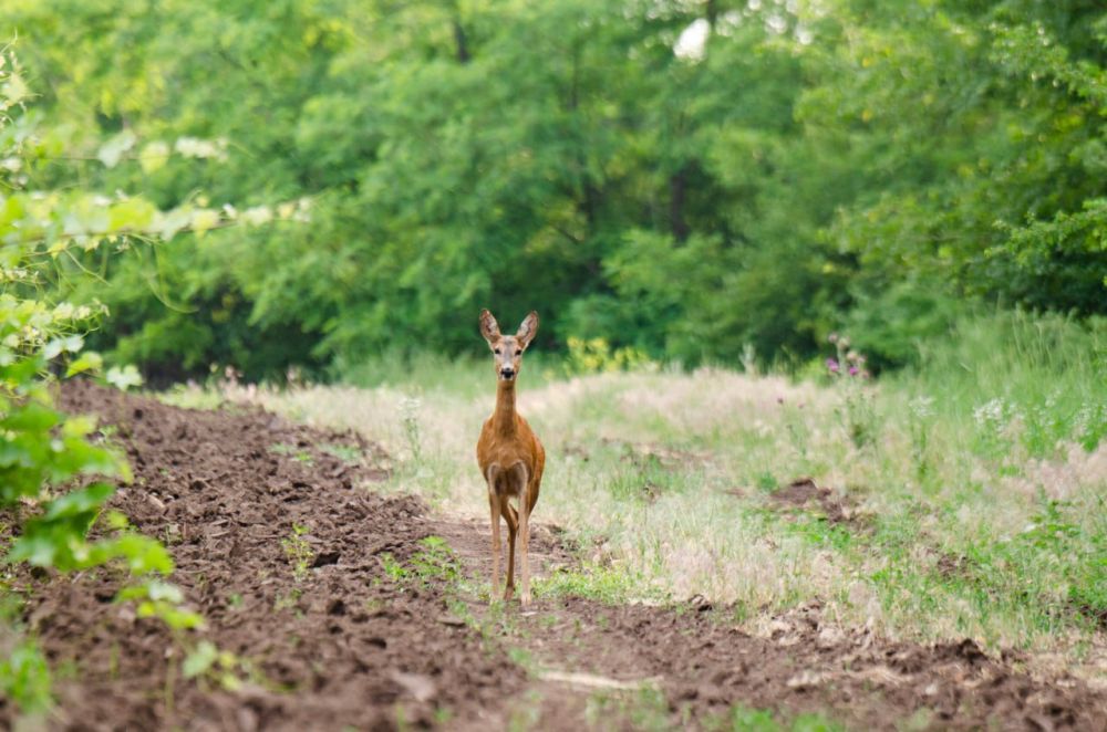 ��������� ����������� � ������ ���������� ����� ����������� ����� � ����� ������ �� ������� ���