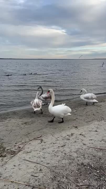 А вот и компания для Васи в Днестровске