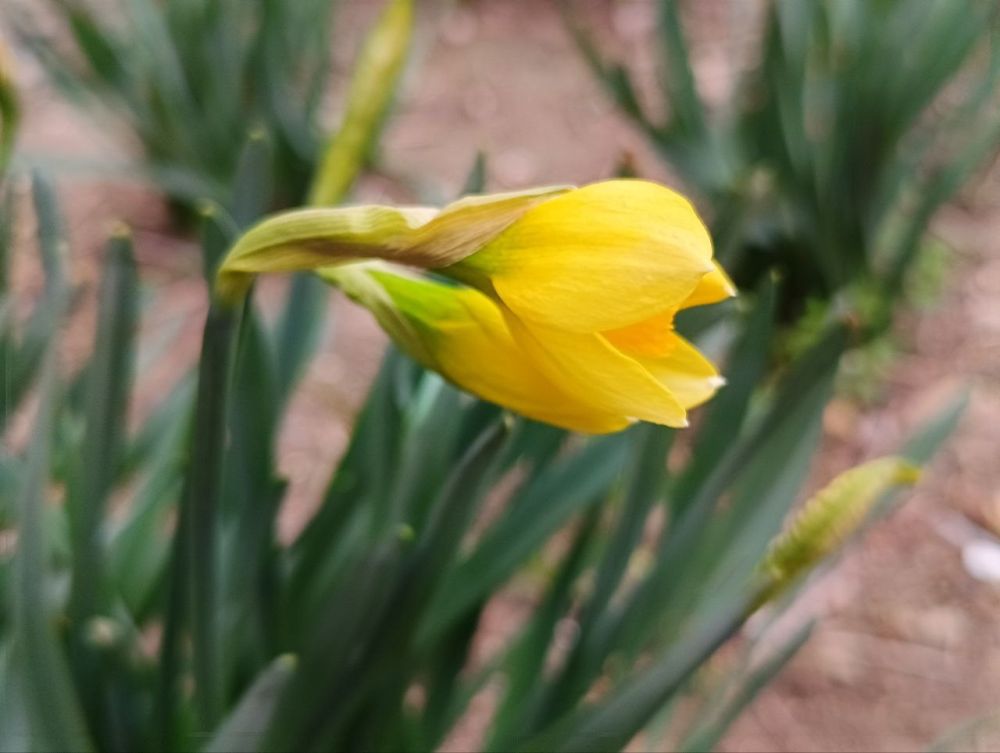 Цветочной красоты в ленту. Обещают похолодание, но весну уже не остановить