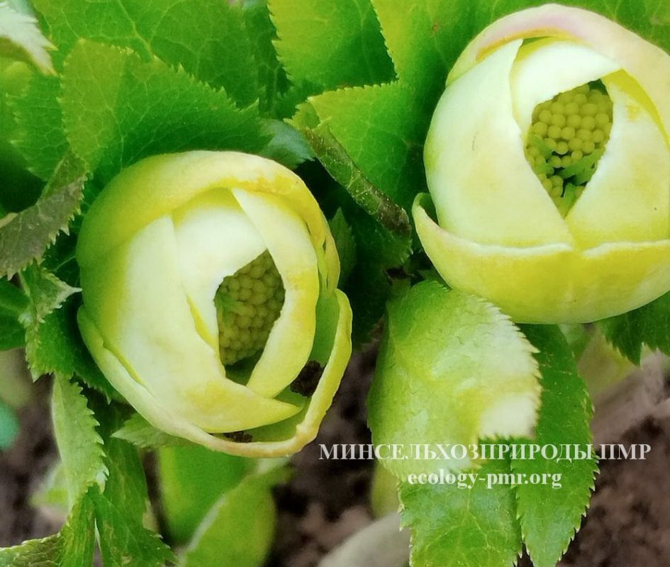 ������� ����!. ������� ������ �� 14 �����. ��������� ���������� ����������, ��� �������