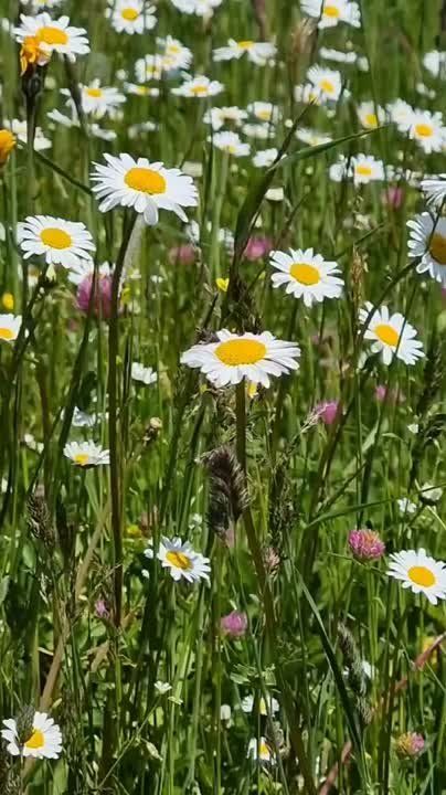 ������ �� �������