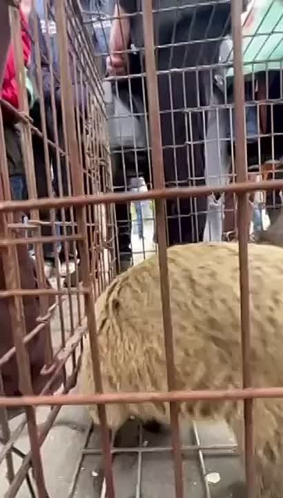 ������� �� ������������ ������� ������ ���� ���� ����� ���������