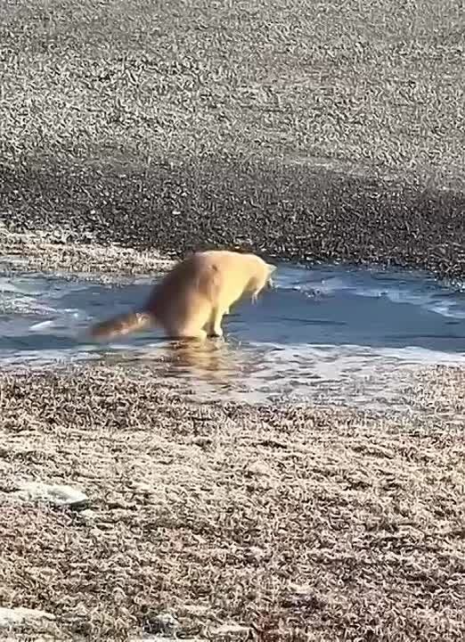 �������� �������������: ������� ����� � ������ ����� �� ������� ����� ��������, ��������� ����������