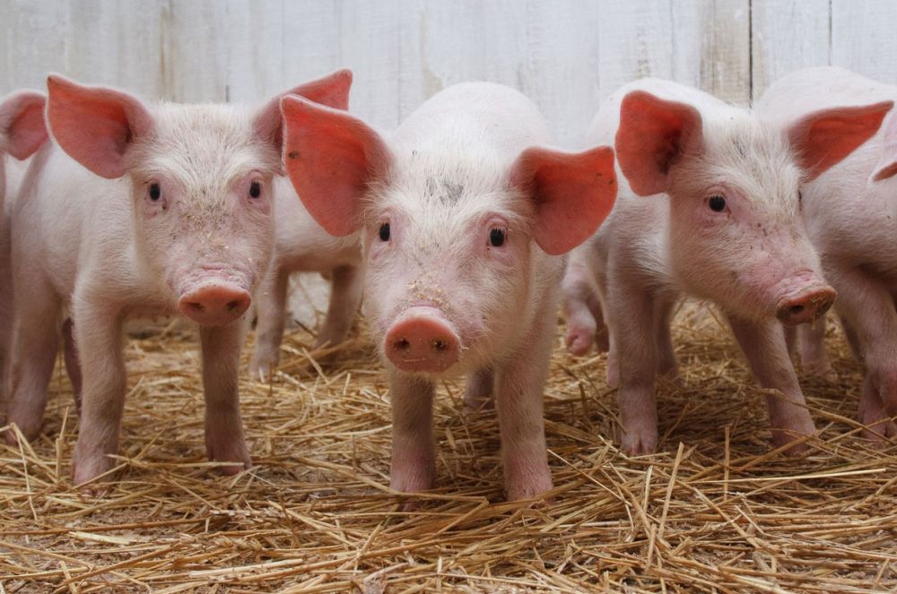 ����� ���� ��� � �������� ������