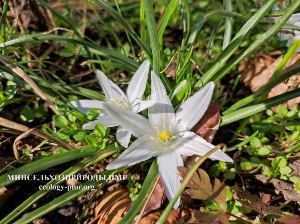 ������ ������ �� �������� ����������� �������������