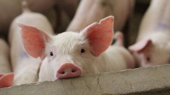 � ������� ��� ���� ������� ����������� ����