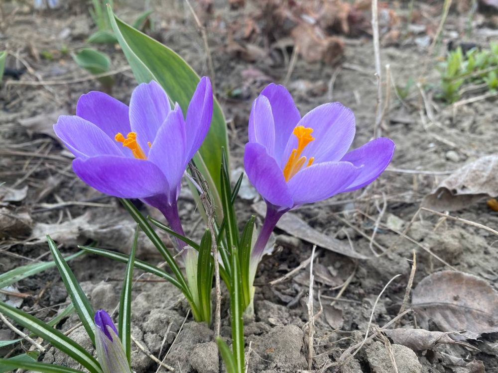 �������� ������� ����. � ��� ������ ������