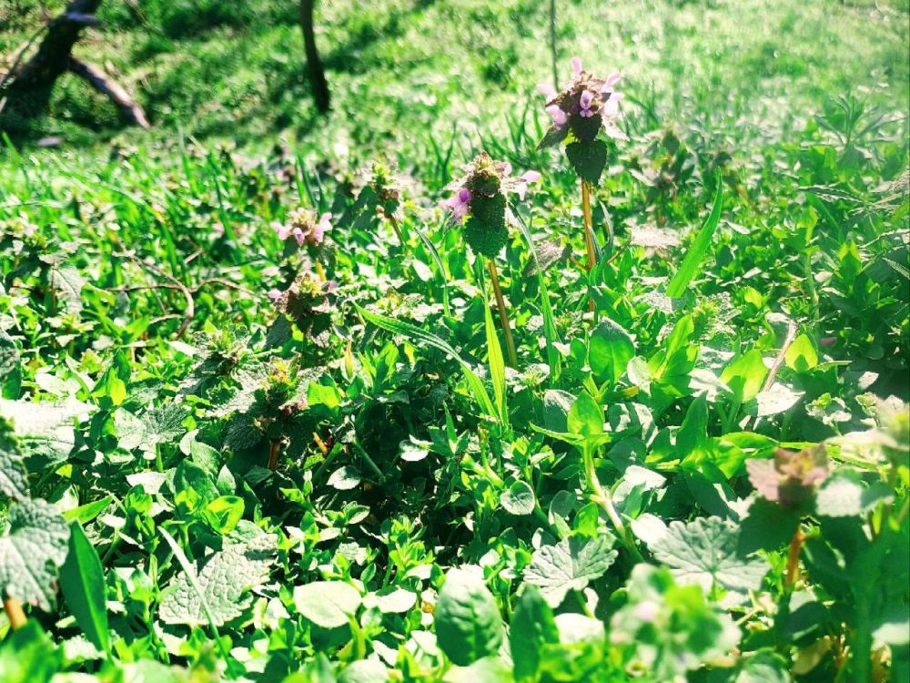 ���������. �������� �������