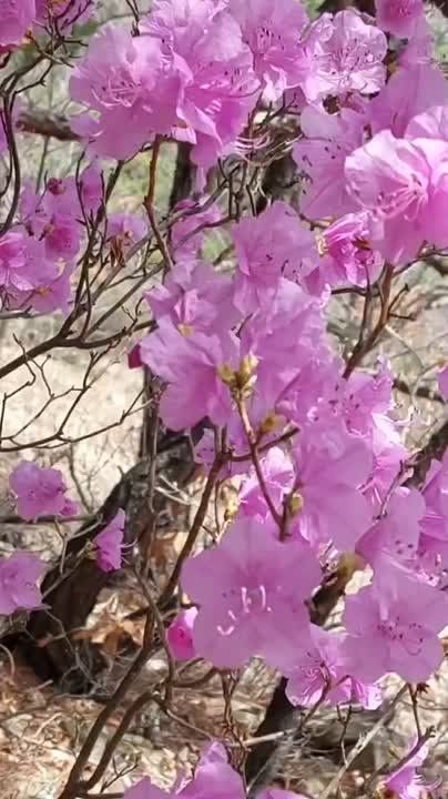 ������ �� �������