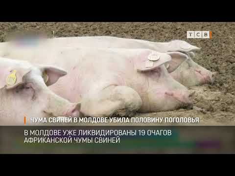 � ������� ��� ������������� 19 ������ ����������� ���� ������